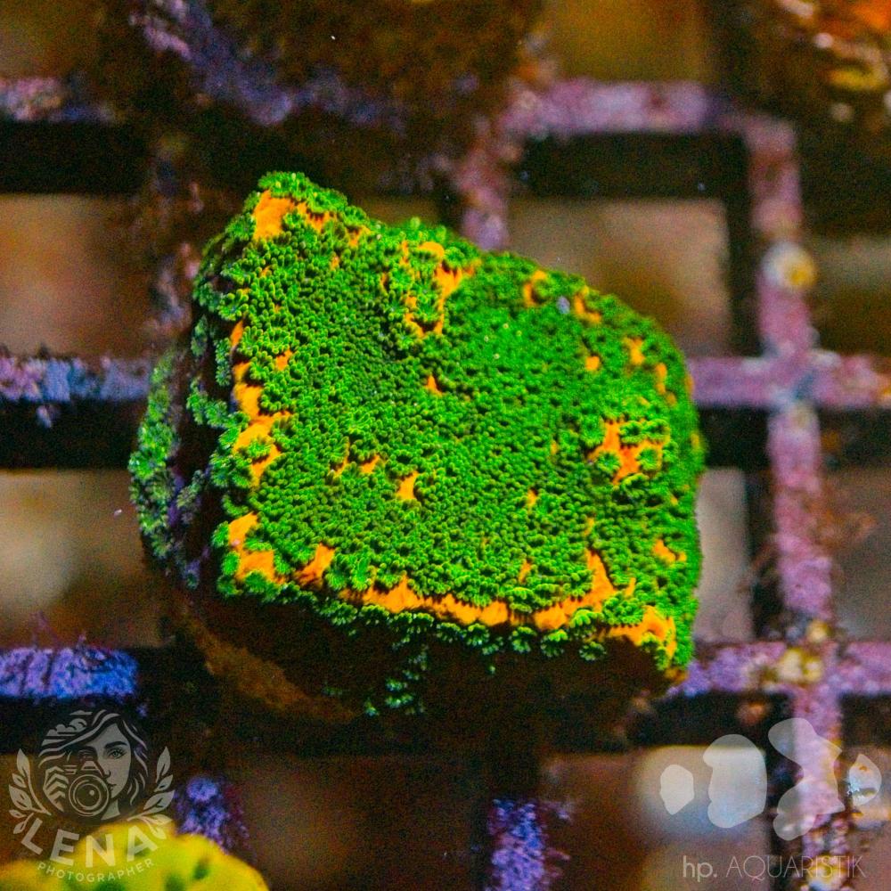 Montipora Bushido
